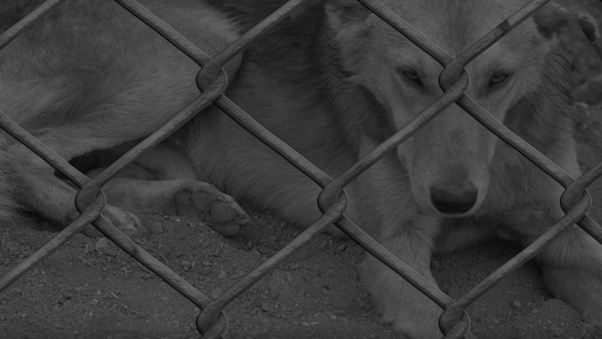 Tierschutz verpflichtet - Sammelaktion im Vogtland